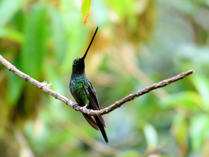 1-Sword-billed Hummingbird