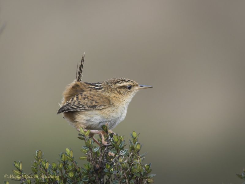 1- grass wren