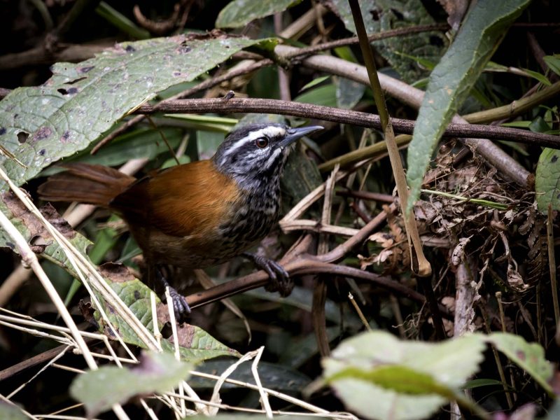 2-Inca Wren