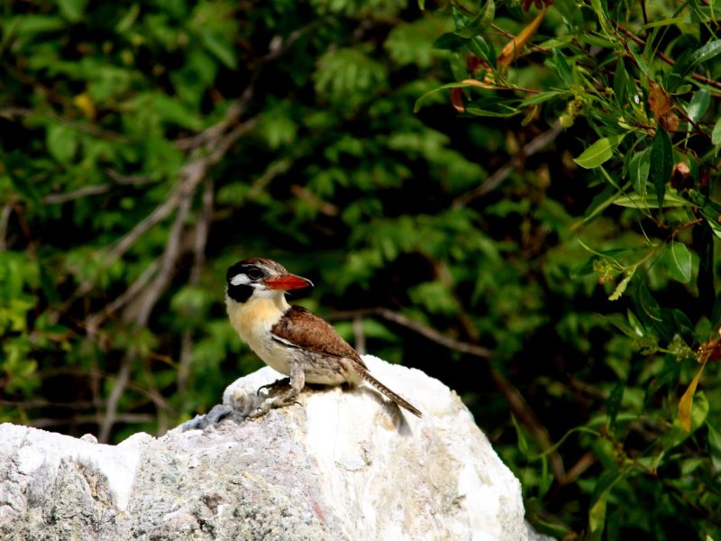 2-White-eared Puffbird