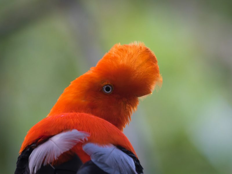 2-andean Cock of the Rock