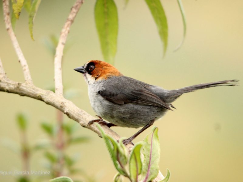 3-Apurimac Brushfinch (Atlapetes forbesi)