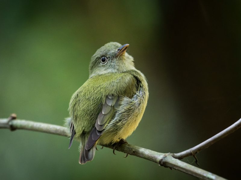 3- Dwarf Tyrant-Manakin