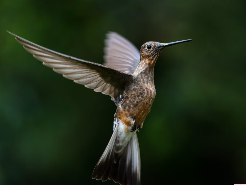 3-colibri gigante