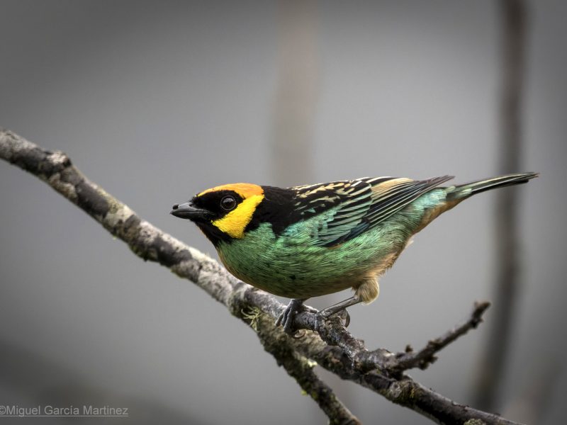 6-Saffron-crowned Tanager