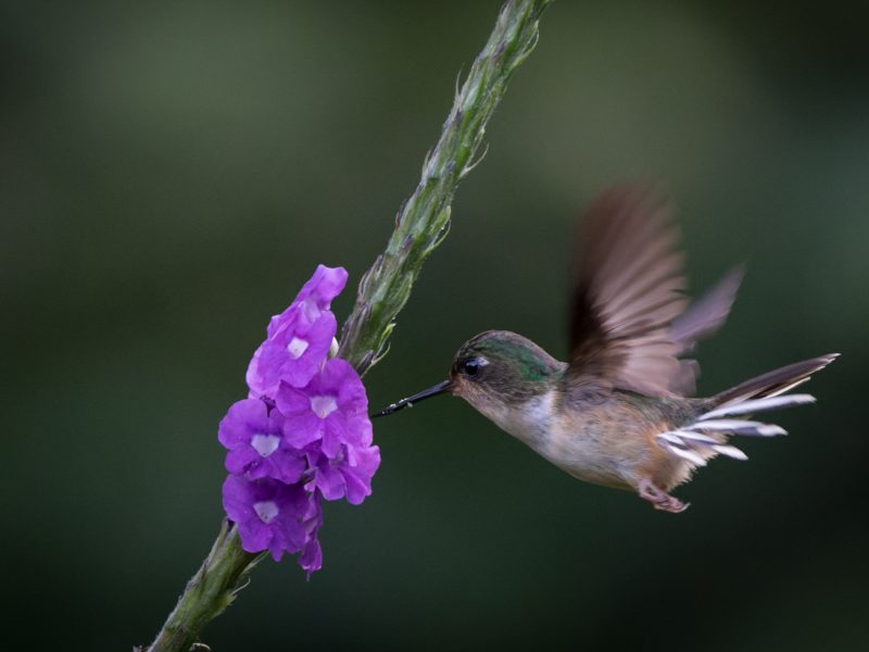 9-peruvian piedtail