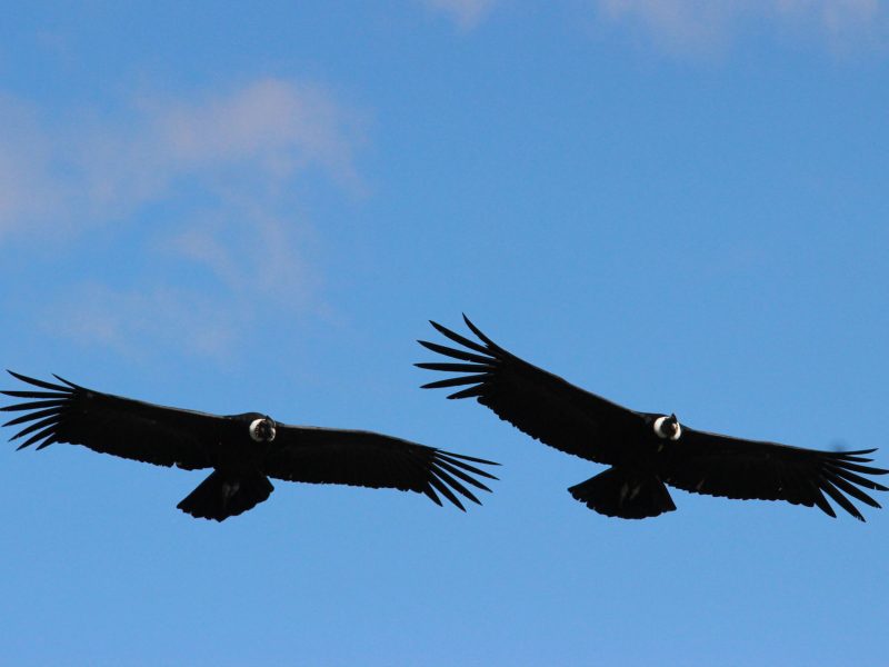 Andean Condor (Vultur grypus)