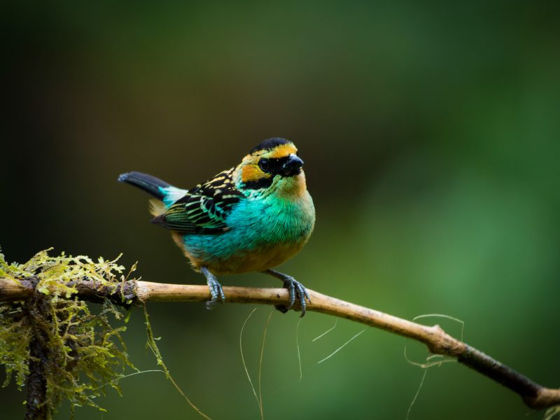 TANAGER