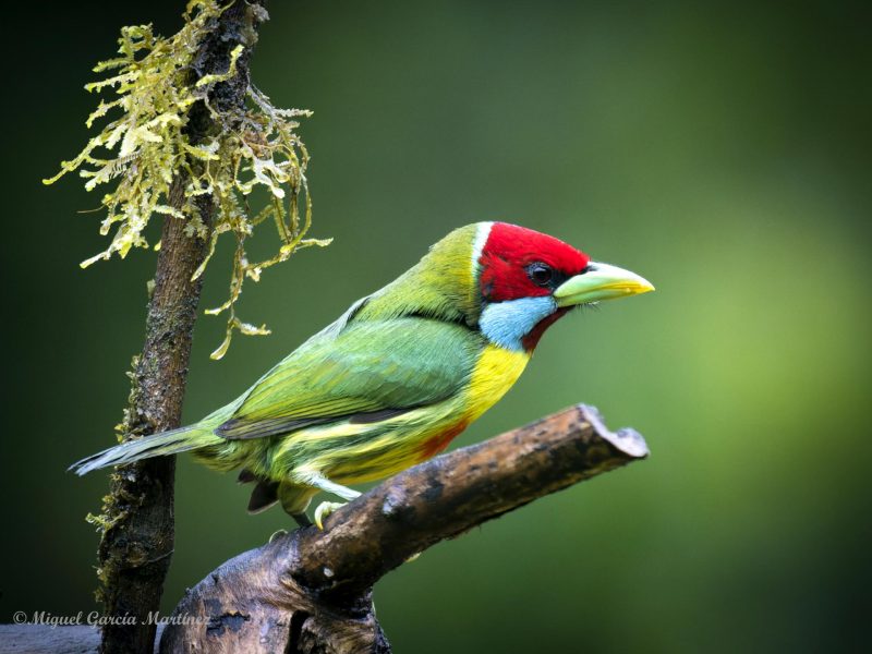 Versicolored Barbet